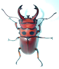 グラディアトールVSジョンストン