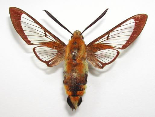 クロスキバホウジャク