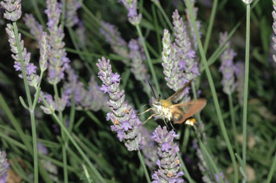 クロスキバホウジャク