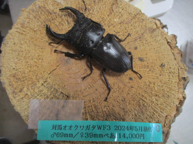 K-Dream 入荷情報（対馬産ｵｵｸﾜｶﾞﾀﾍﾟｱ）｜メタリフェルホソアカクワガタ