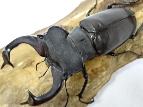 くわかぶプラネット / 【大型】ユダイクスミヤマクワガタペア