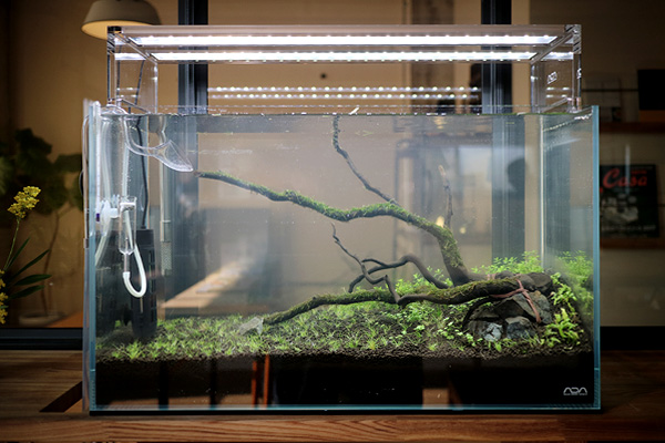 ADA キューブガーデン45