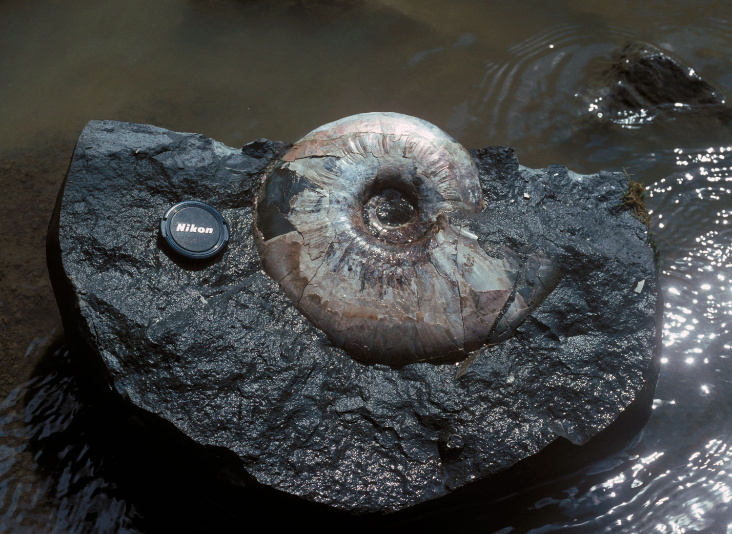 化石|九大博20年ものがたり