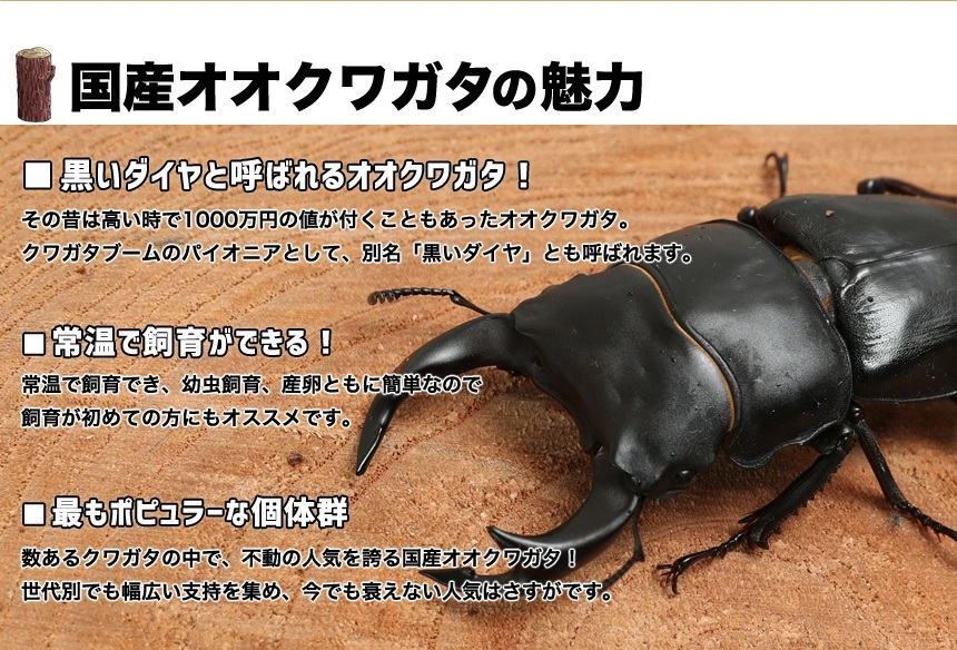 オオクワガタ特大78.6㎜ 初令幼虫採集個体 オオクワガタ特大78.6㎜ 初