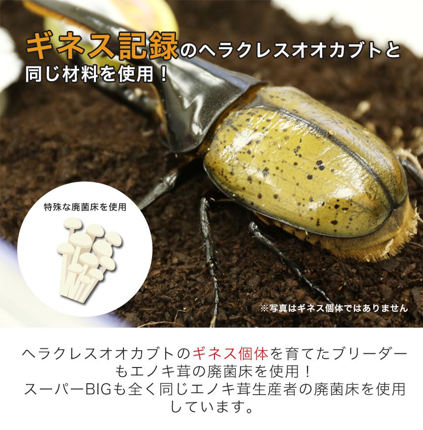超高カロリー！廃菌床 カブトムシマット「スーパーBIG」10リットル 1袋