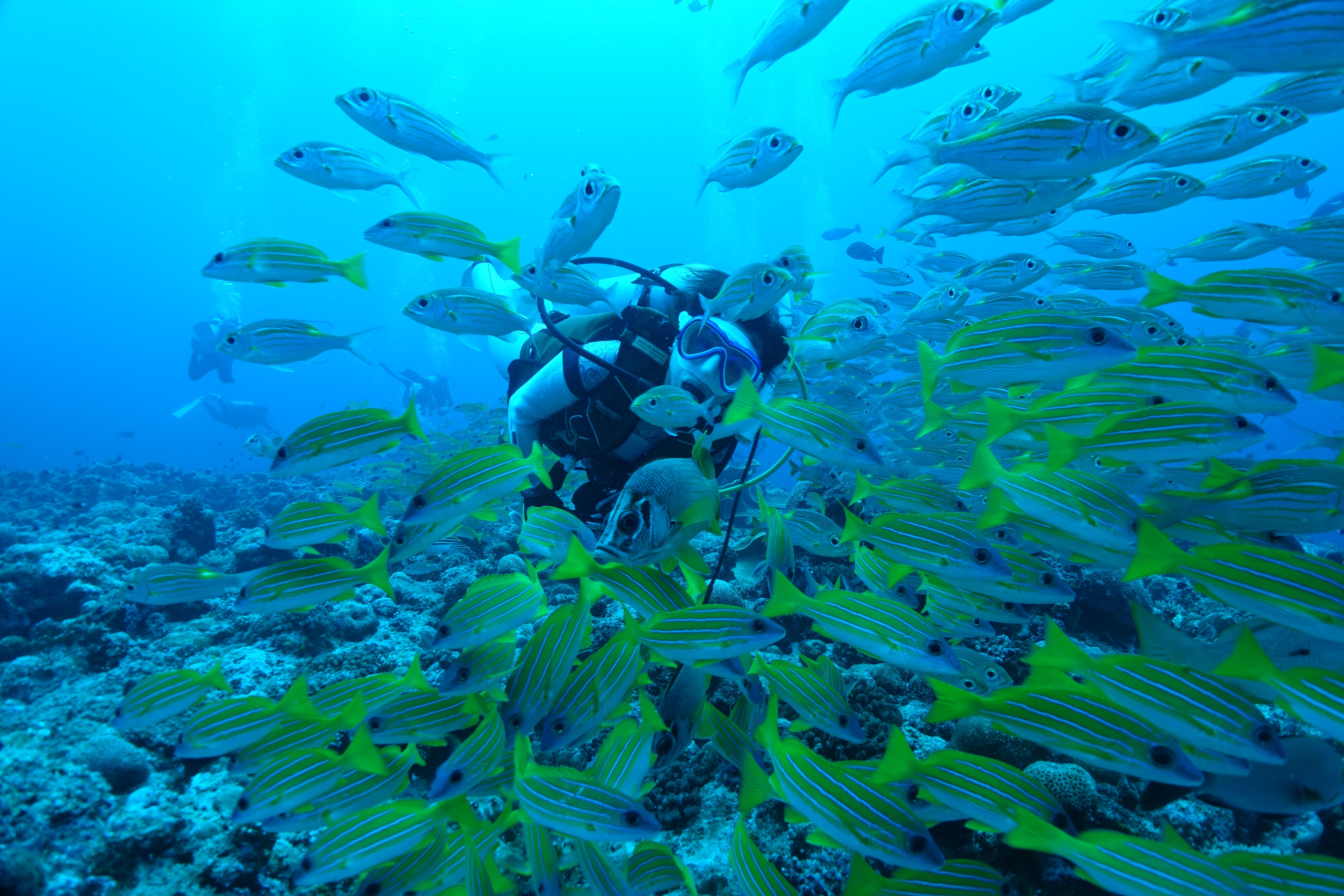 水中写真、記録より記憶！？ | 長崎市のダイビングサービス長崎潜水