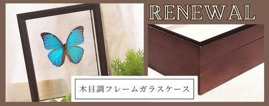 美しい蝶の標本 透明ケース入り Amazon.co.jp: 昆虫 標本ケース 大型サイズ（45×32×6cm）標本収納