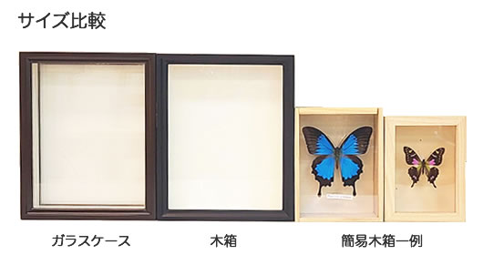 ケースなど , 蝶の標本 販売・通販のNatureShop|モルフォやキプリス