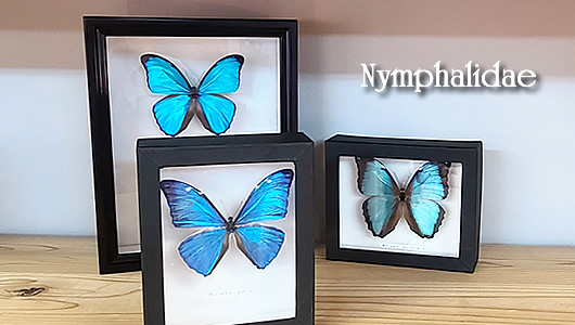 タテハ蝶科標本 , 蝶の標本 販売・通販のNatureShop|モルフォや