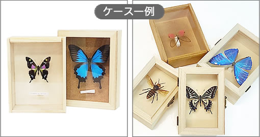 オナシアゲハ , アゲハ蝶科標本 , 蝶の標本 販売・通販のNatureShop