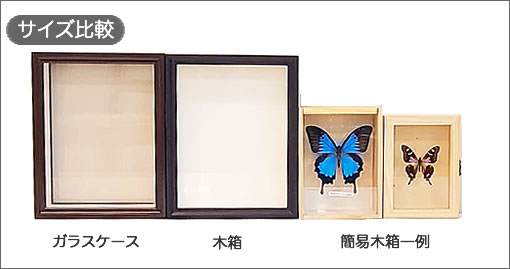 ヤマキチョウ , タグ「new」 , 蝶の標本 販売・通販のNatureShop