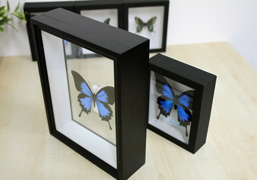 帝王蝶標本ガラス木箱現状品のみ50x41x6cm