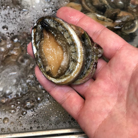 3282 外国切手 ココス諸島 1969年 島の野生生物 貝 鳥 12種完