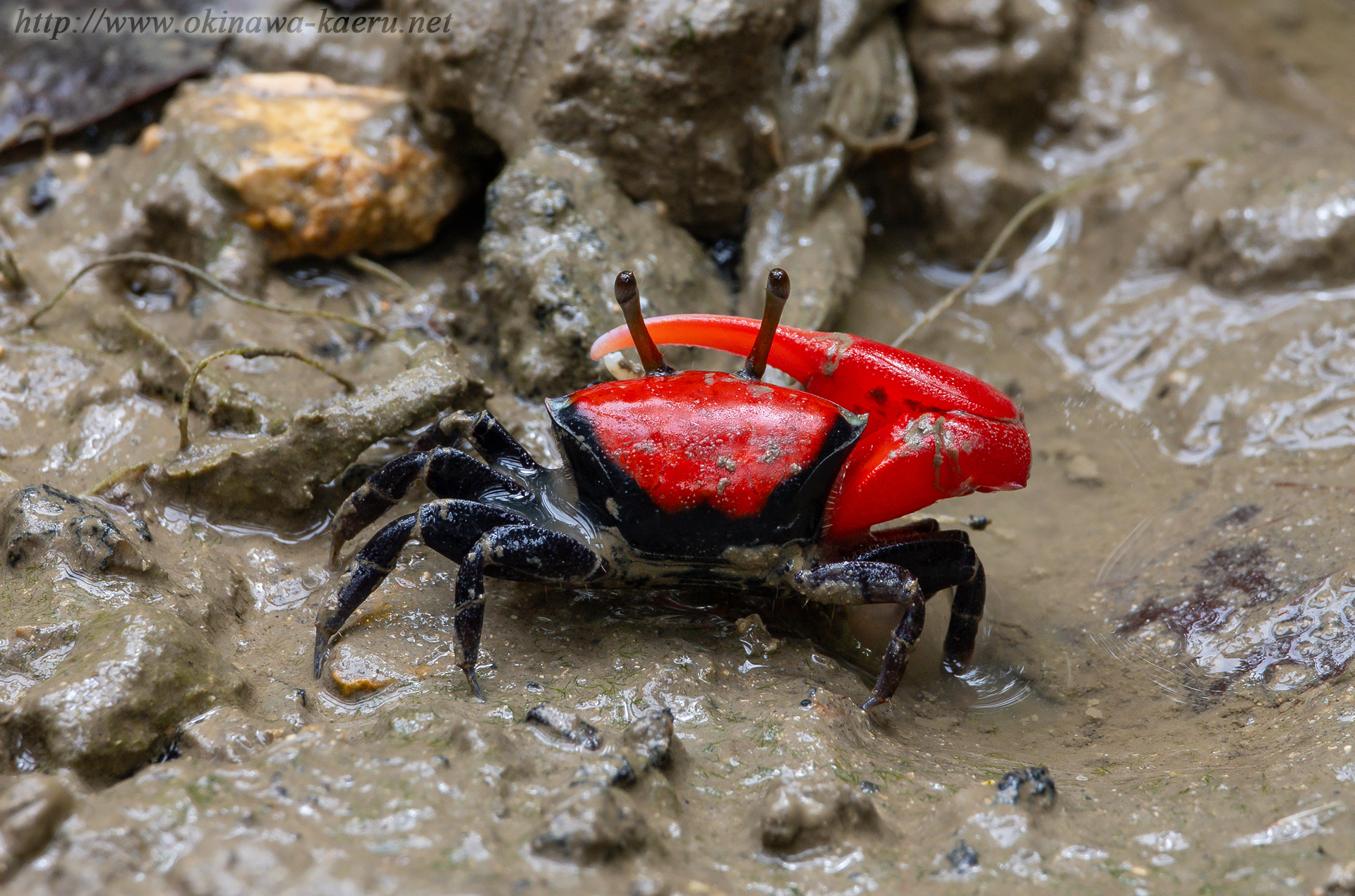 ベニシオマネキ Paraleptuca crassipes おきなわカエル商会