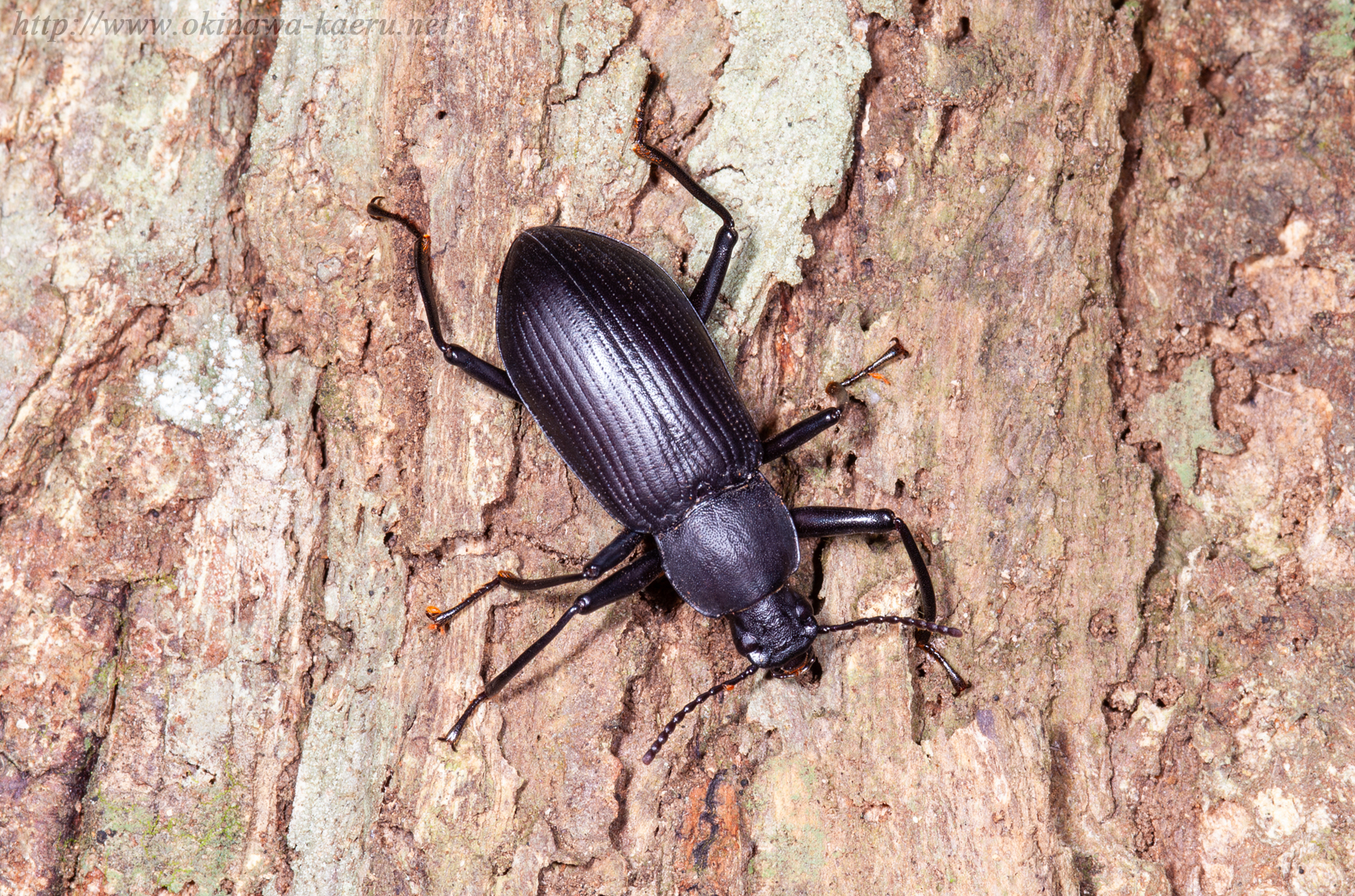 最珍品ヒメユミアシゴミムシダマシ ペア 標本 【公式通販】