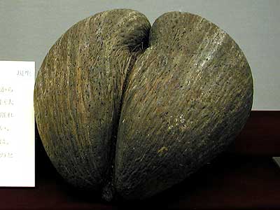 展示物詳細データ