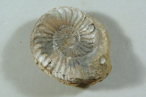 ブラック！アンモナイト ペルー産 白亜紀 リエリセラス腕足類