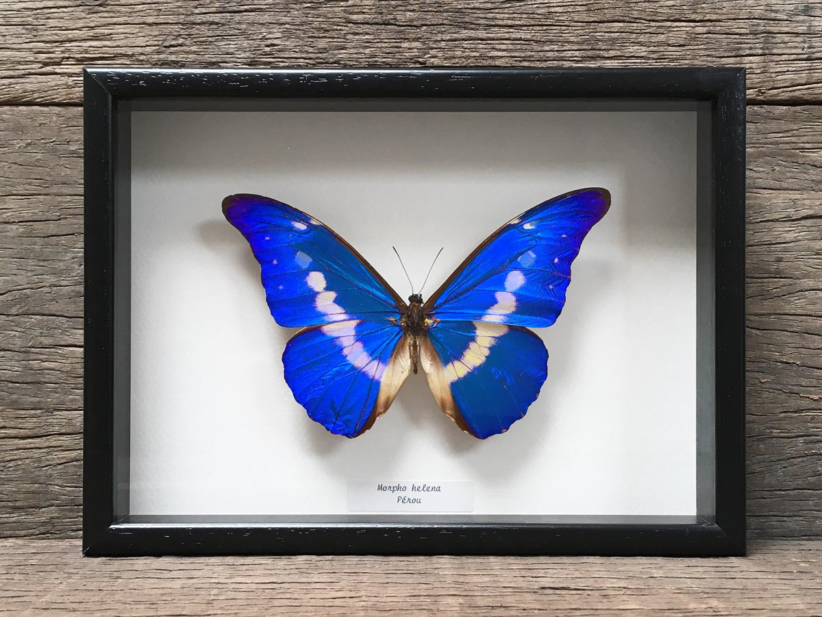 Morpho helena – the Otherist