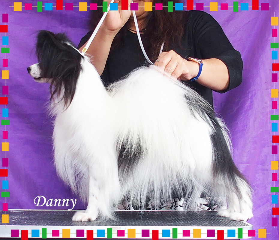 オーダー作品 パピヨン 犬 BAEZ3 オーダー作品 パピヨン 犬 BAEZ3