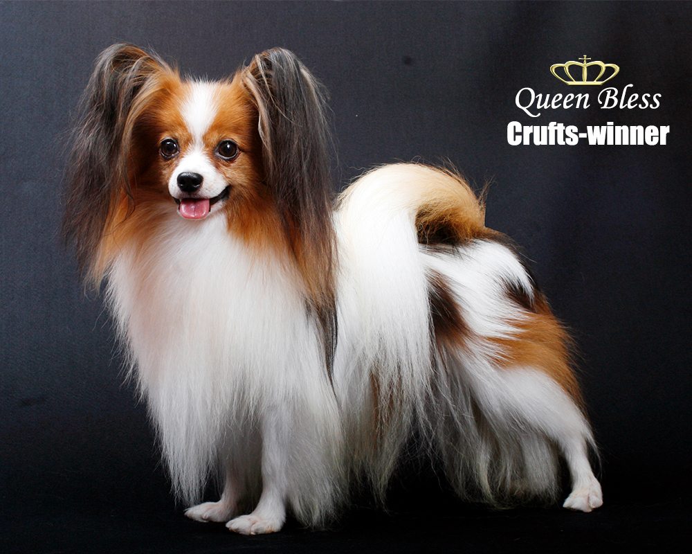 オーダー作品 パピヨン 犬 BAEZ3 オーダー作品 パピヨン 犬 BAEZ3