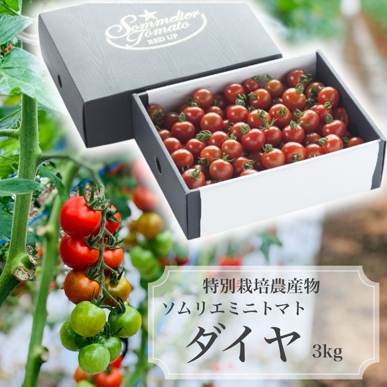 8472】海外 マステ 5m巻売り ラメ加工カッティング猫 トマト 野菜 8472