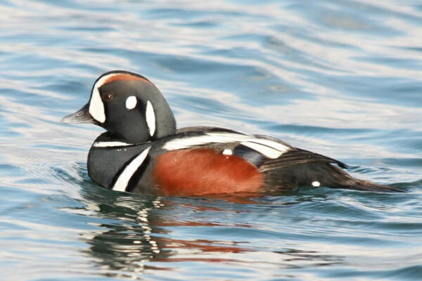 エスカレード 15〜-シノリガモの剥製 鴨 鳩