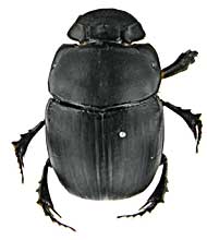 アンゴラ産 キャンサータマオシコガネ 46mm アンゴラ産 キャンサー