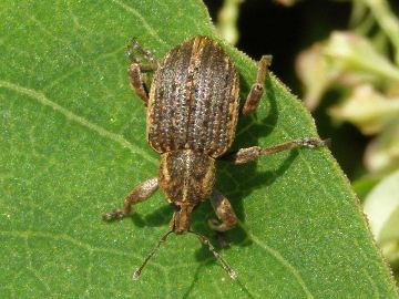 アンゴラ産 オオタマゾウムシ 21mm アンゴラ産 オオタマゾウムシ 21mm