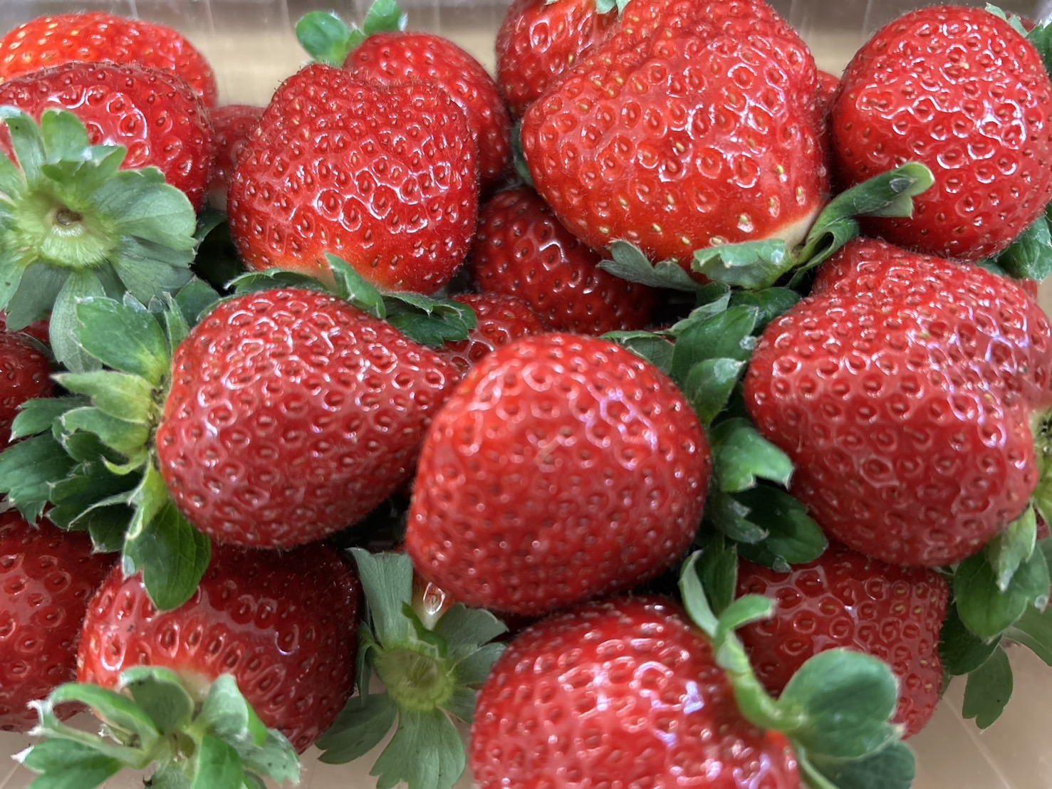 数量限定いちご大福 | 福岡県宗像市の菓子処 さかした製菓