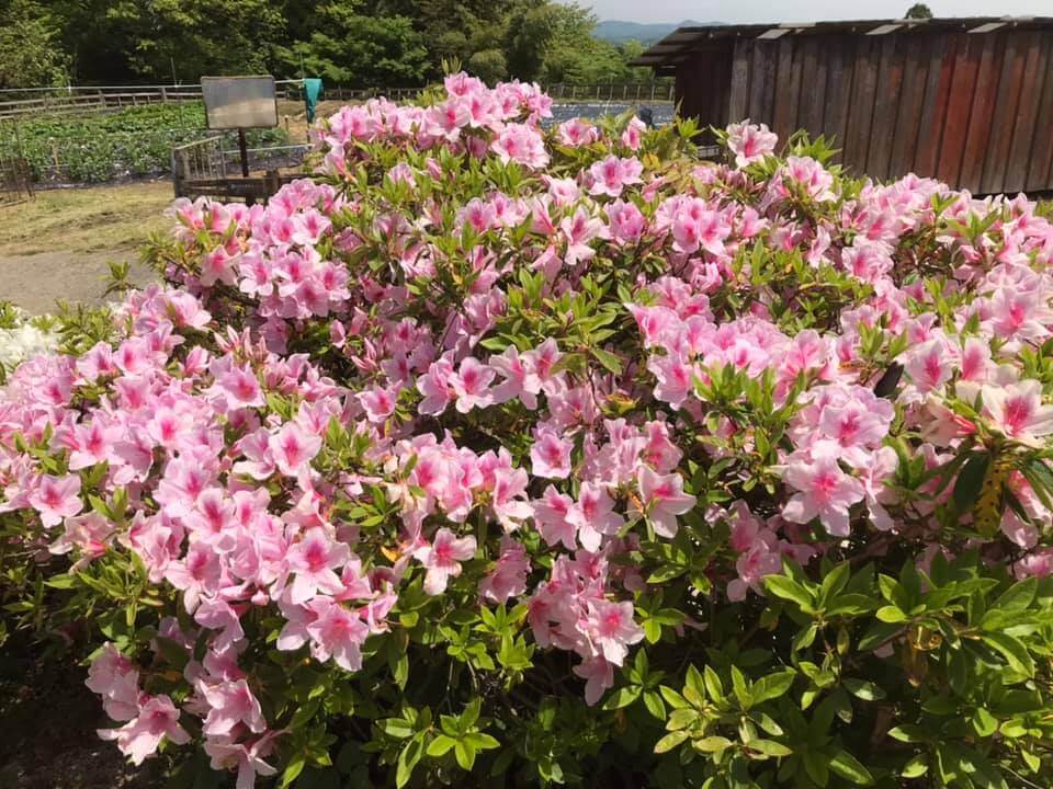 つつじの木 花台