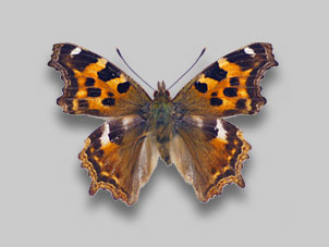 エルタテハ標本