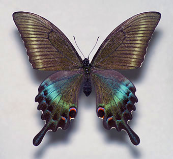 ミヤマカラスアゲハ標本