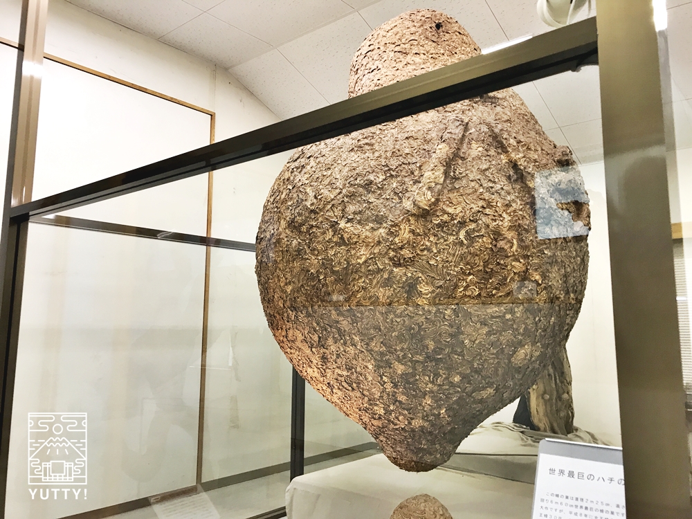 長野県【望岳荘】「世界最大の蜂の巣」が見られる温泉に行ってきた