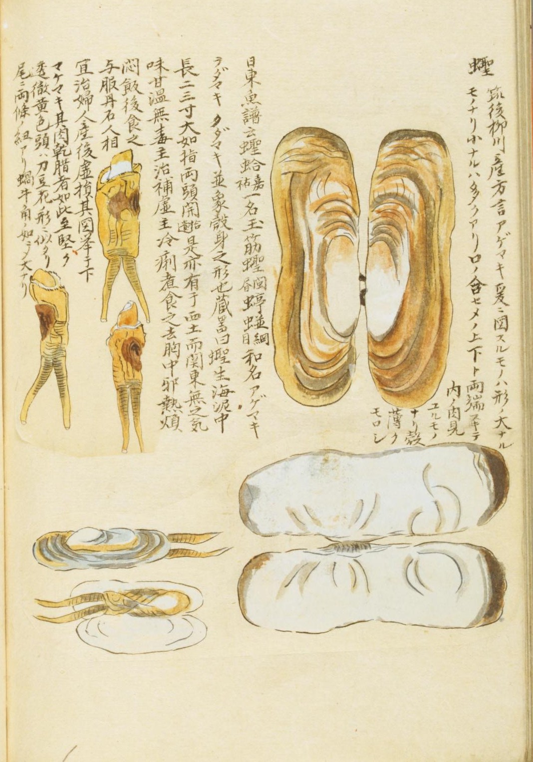 地球 絶滅昆虫記 の挿絵 四本充氏の原画② 地球 絶滅昆虫記の挿絵四本