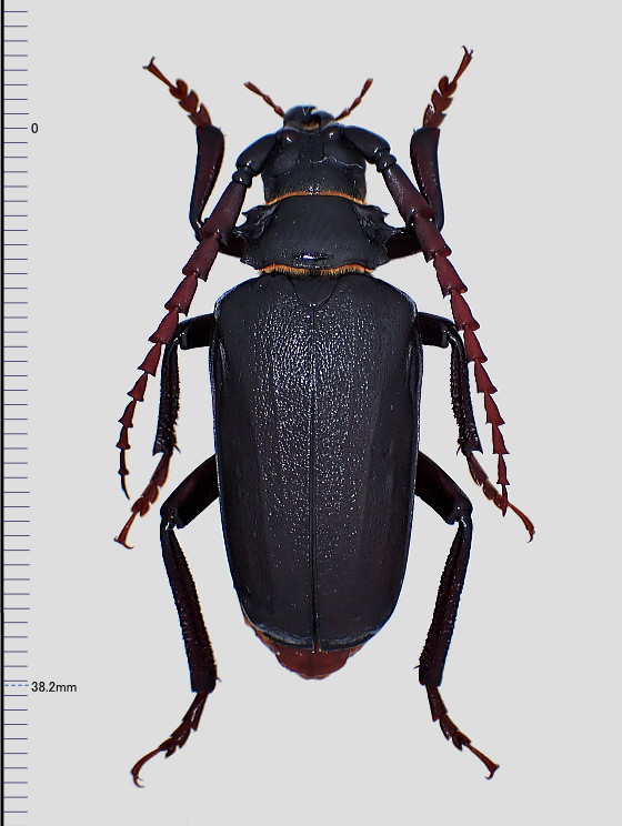 標本 コロンビア産 キンオニノコギリカミキリ 43．7ミリ Yahoo