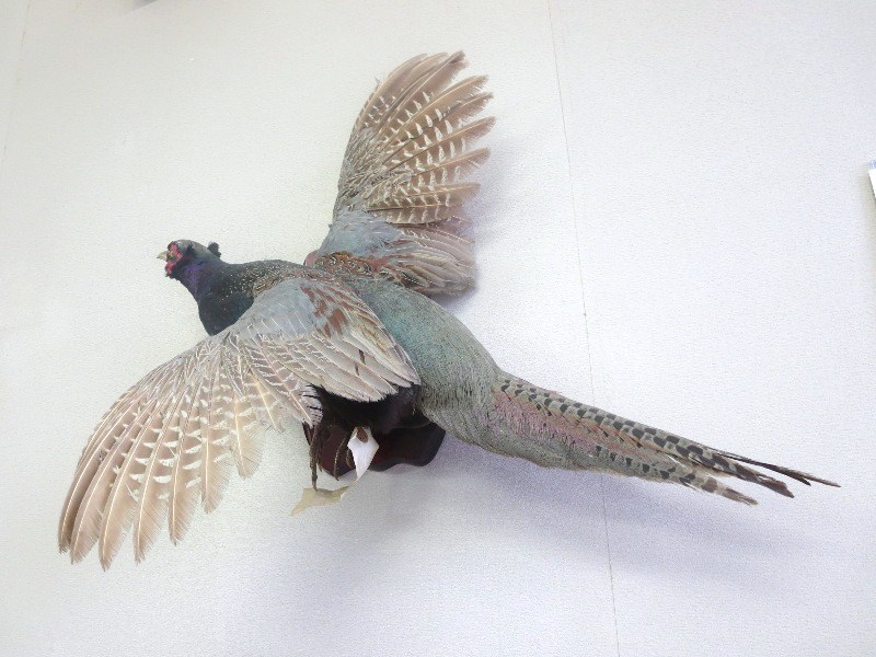 雉(キジ)オス剥製 雉(キジ)オス剥製 【公式通販】