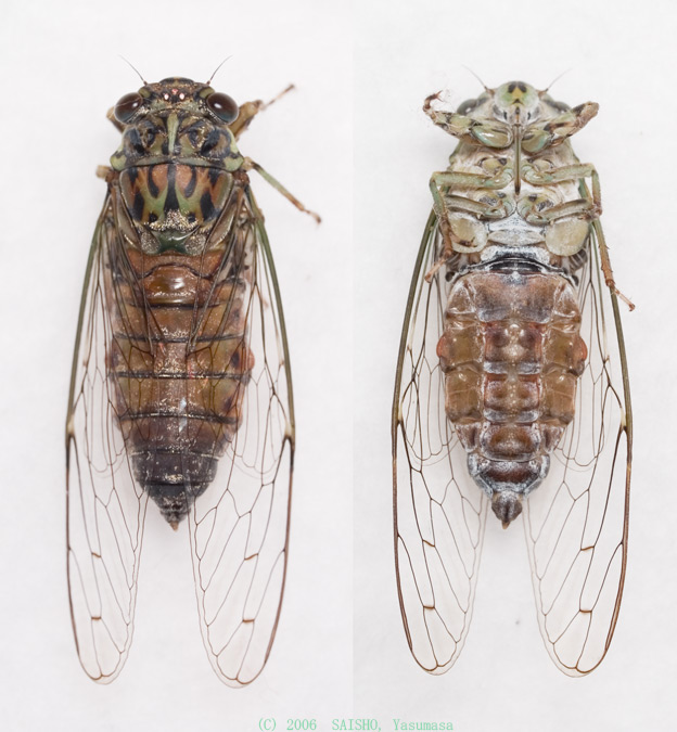 図鑑／ヒメハルゼミ