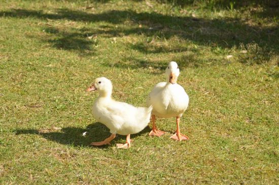 ☆【アヒル・コールダック飼育繁殖·ヒナ向け】4kg ＋BC-6∶4kg