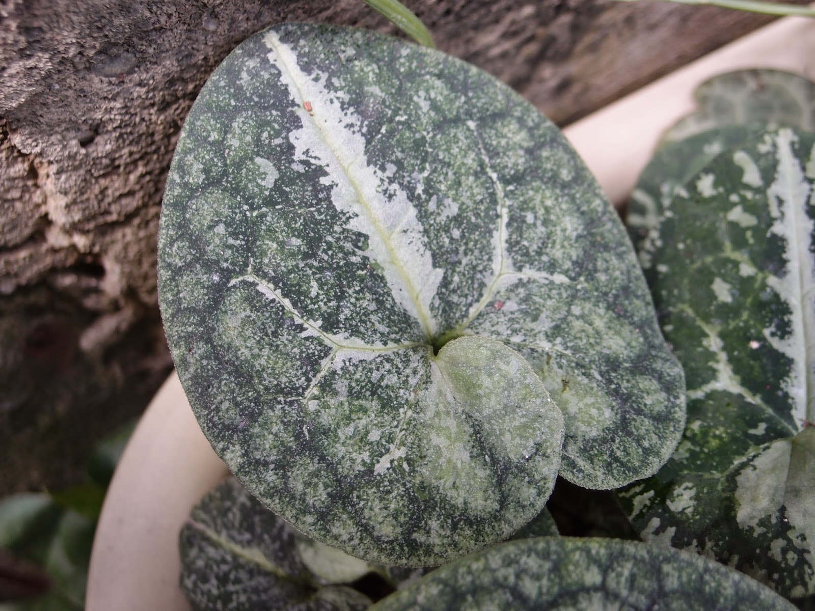 カンアオイ 細辛 図鑑 『細辛・寒葵』限定本 植物、観葉植物 細辛寒葵 岸