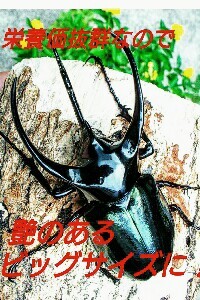 送料無料！80リットル 幼虫が巨大化！ヒマラヤひらたけ発酵カブトムシ