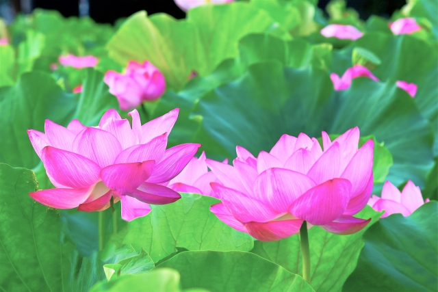 蓮華とは？種類や特徴について - 家族葬・葬儀なら大阪市民葬センター