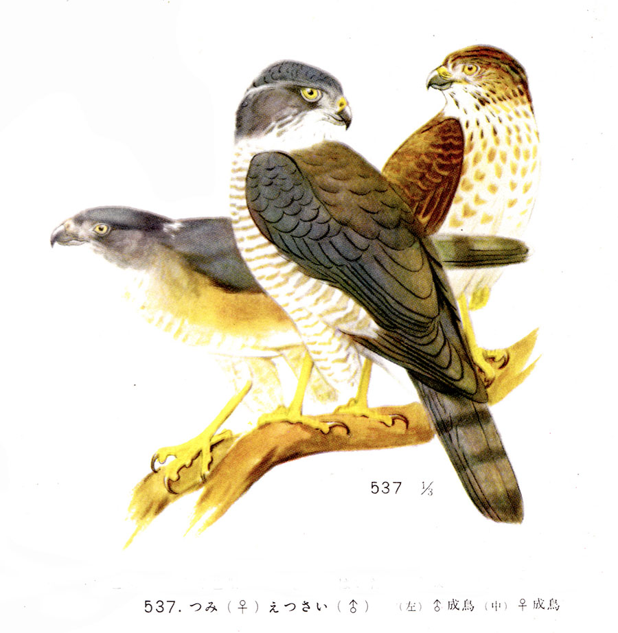 新版 鳥類原色大図説 黒田長礼 3冊セット 新版 鳥類原色大図説