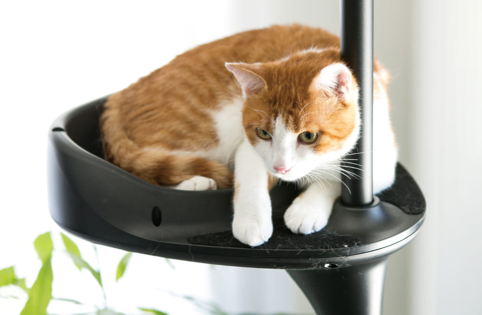 Cat Forest-2（キャットフォレスト ツー）｜OPPO （オッポ） 犬・猫