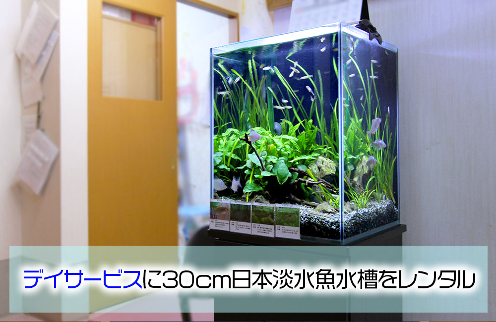 介護施設様の30cm水槽！メダカなど日本淡水魚が泳ぐ和みのアクアリウム