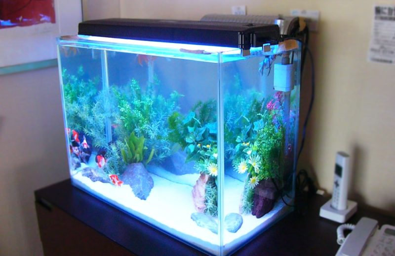 上部フィルターの使い方・正しい設置方法と注意したいポイント｜東京