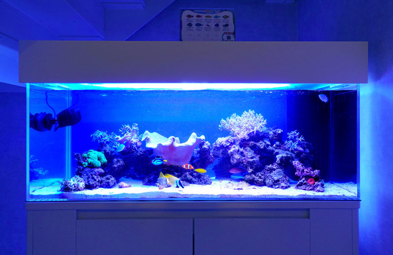 レプリカライブロック7選！海水水槽・サンゴ水槽向けの擬岩を特集