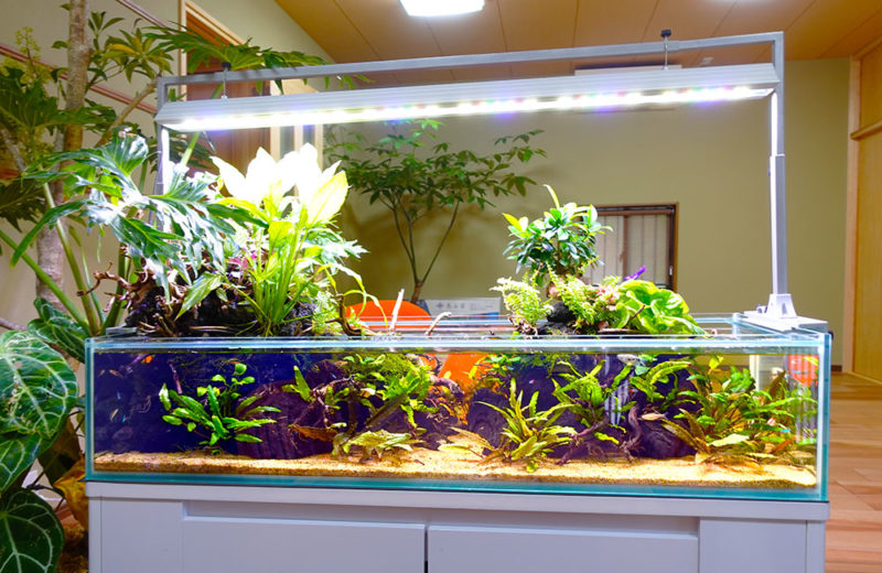 完成品】アクアテラリウム カニリウム イモリウム 苔 水槽 苔