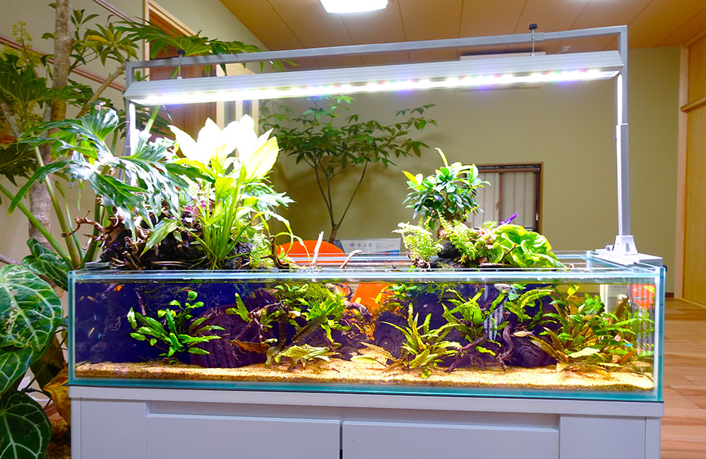 企業様に設置！事務所の120cmアクアテラリウム水槽・その後｜東京