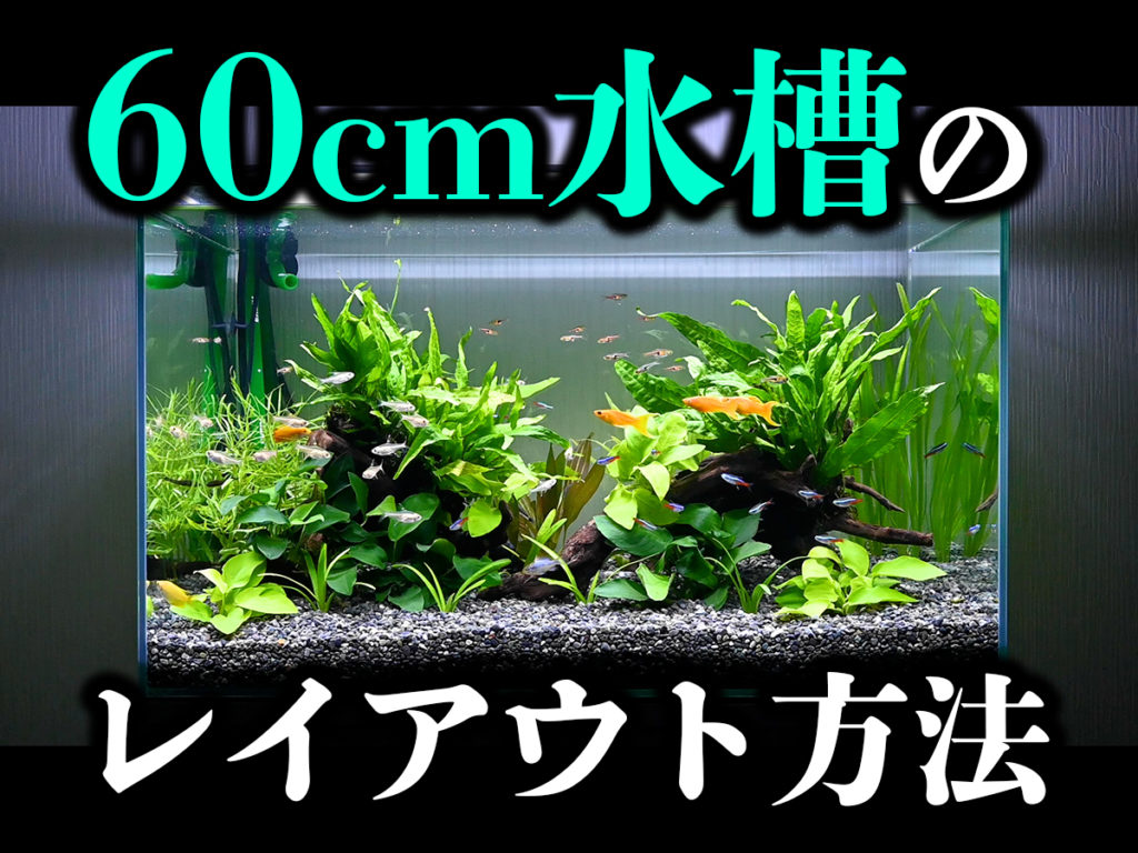 60cm水槽のレイアウト手順を1から解説！プロが行う配置法とは！｜東京