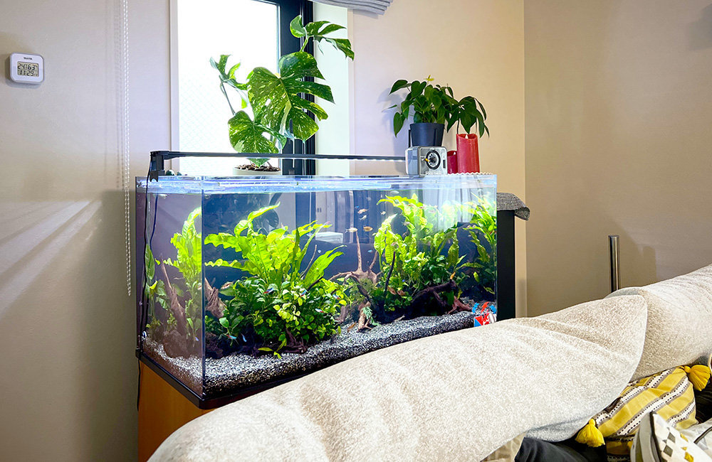 パ*ン様 アクアリウム引退品 333466-1.jpg パ*ン様 アクアリウム引退